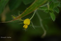 Crotalaria calycina